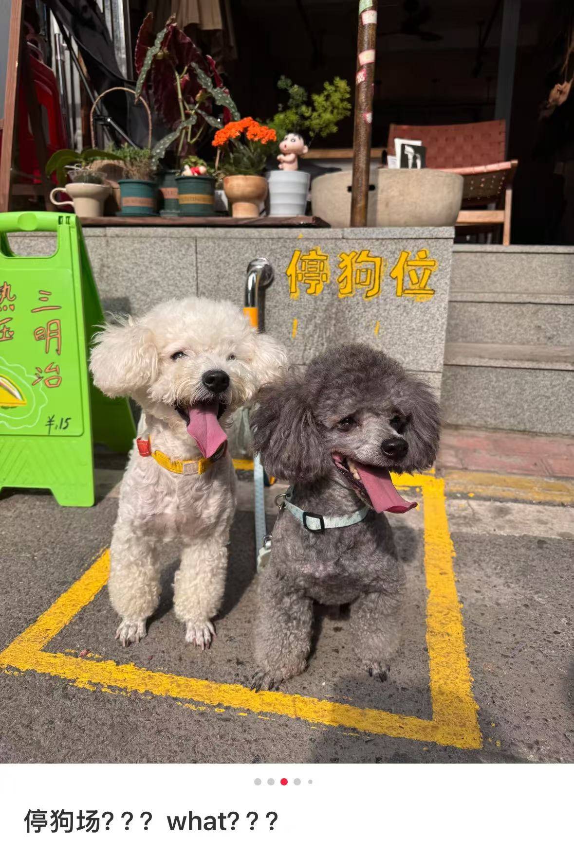 皇冠信用网怎么注册_“先停狗再干饭！”武汉多个商铺现“停狗位”皇冠信用网怎么注册，商家称为吸引宠主，但有宠主表示担心
