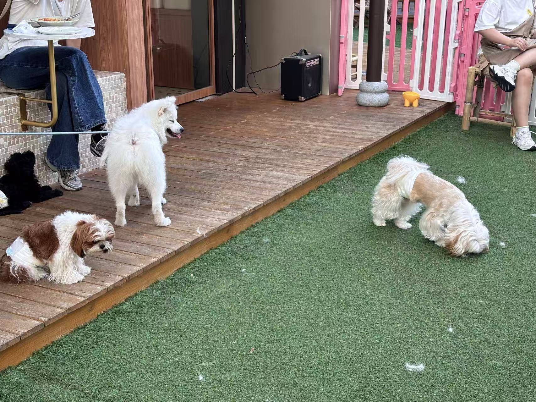 皇冠信用网怎么注册_“先停狗再干饭！”武汉多个商铺现“停狗位”皇冠信用网怎么注册，商家称为吸引宠主，但有宠主表示担心