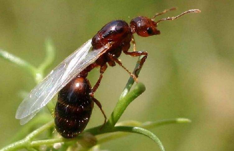 皇冠信用网平台出租_辅警跳河救起轻生女皇冠信用网平台出租，上岸时被红火蚁咬伤：系最危险入侵物种之一，过敏者或致休克