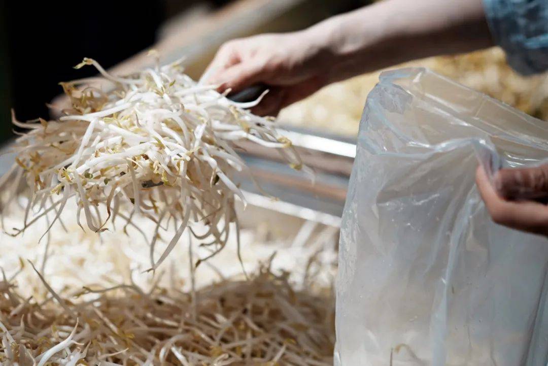 皇冠信用網代理占成_无根豆芽是用激素催生的皇冠信用網代理占成，吃了会致癌？