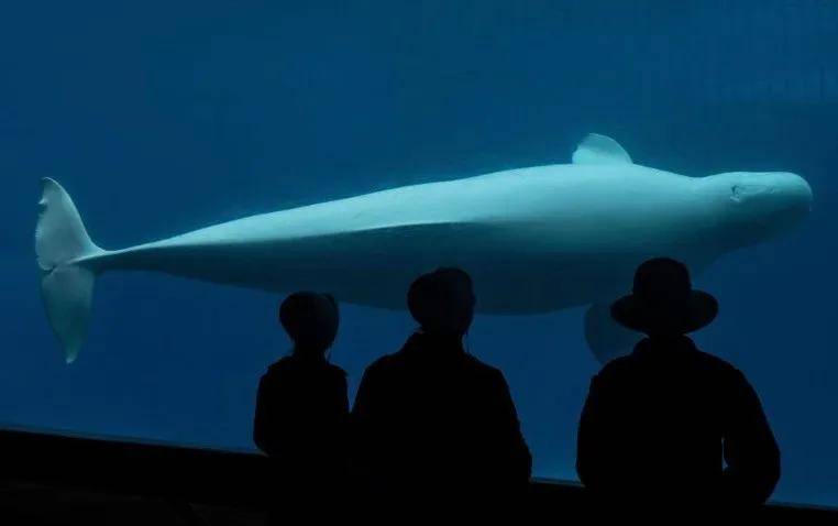 怎么注册皇冠信用网_宁愿全部安乐死怎么注册皇冠信用网，也不给中国？加拿大养不起30头白鲸，中国愿接手，然而...