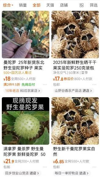 怎么开皇冠信用网_一口药酒下肚怎么开皇冠信用网，半小时后毒发，毒性植物曼陀罗可轻易网购