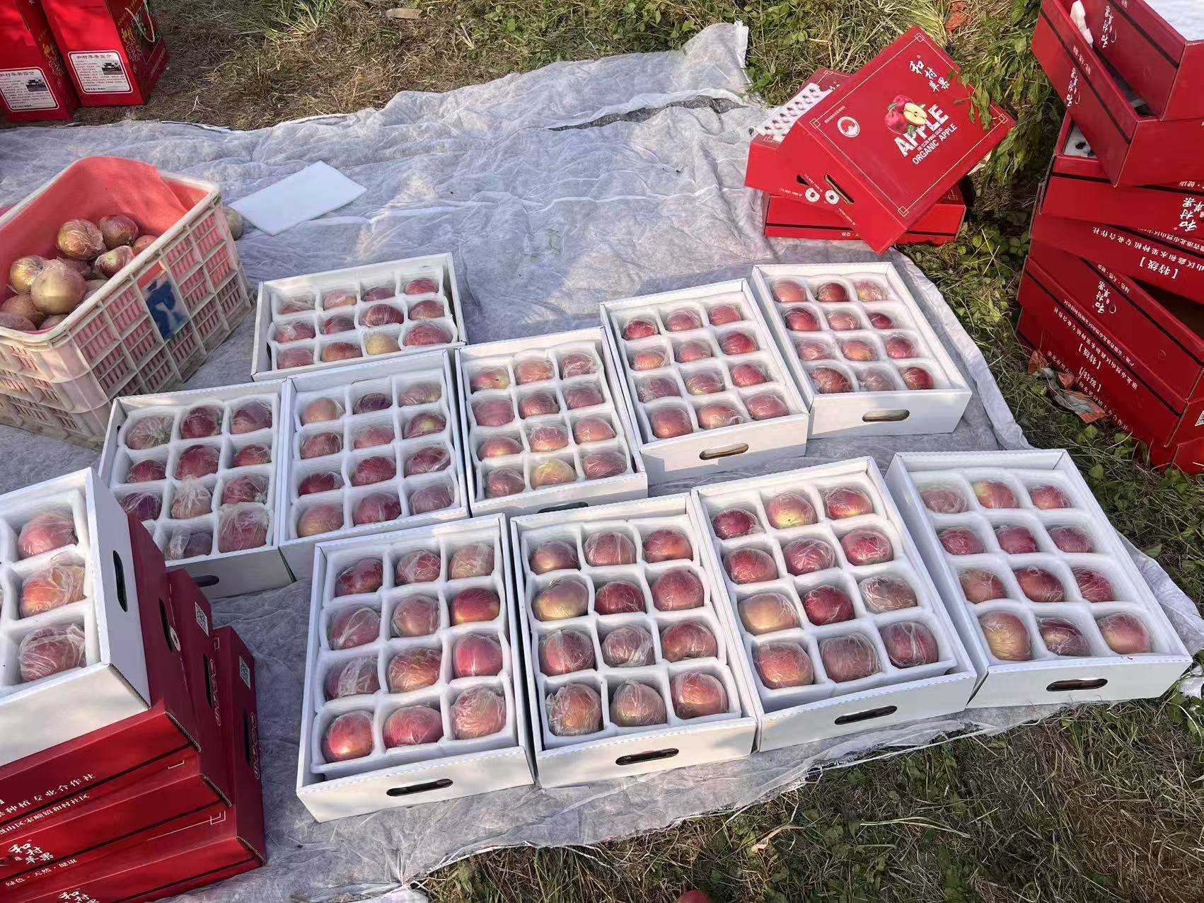 皇冠信用网平台开户_“淮北为啥不种橘子皇冠信用网平台开户？”果农：因为我们有更甜的王牌